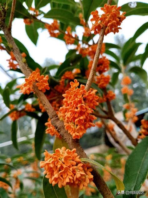 桂花種不活|桂花為甚麼不開花